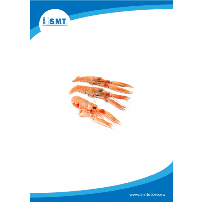 Scampi porcupine c/bordo 15/20 3 kg