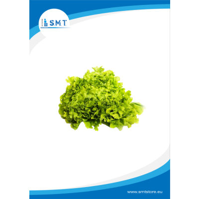 Scarola Liscia Lavata Avezzano